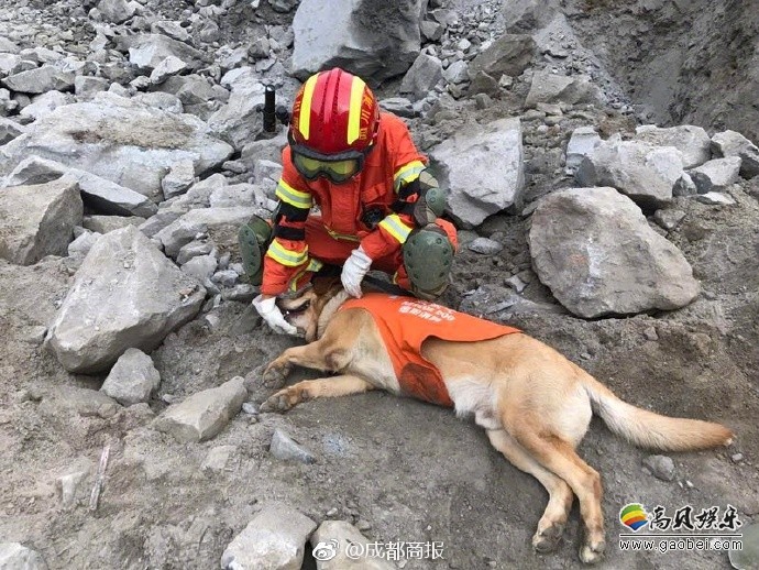 谢谢搜救队员、搜救犬——人类最忠实的朋友