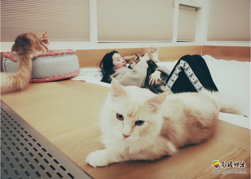 刘亦菲微博分享自己撸猫日常：与猫贴脸合照，并与家中数只猫同床合影