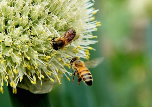 没人知道如果蜜蜂消失后到底会发生什么：“拯救蜜蜂”运动变得非常盛行