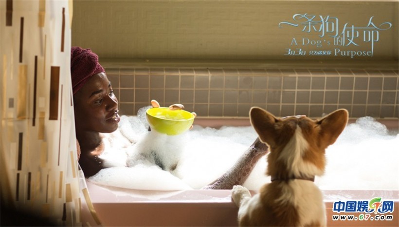 电影《一条狗的使命》今日正式宣布确定引进内地