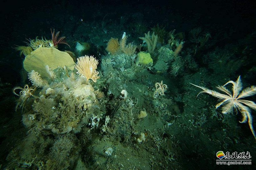 假如人类下潜到海底最深处