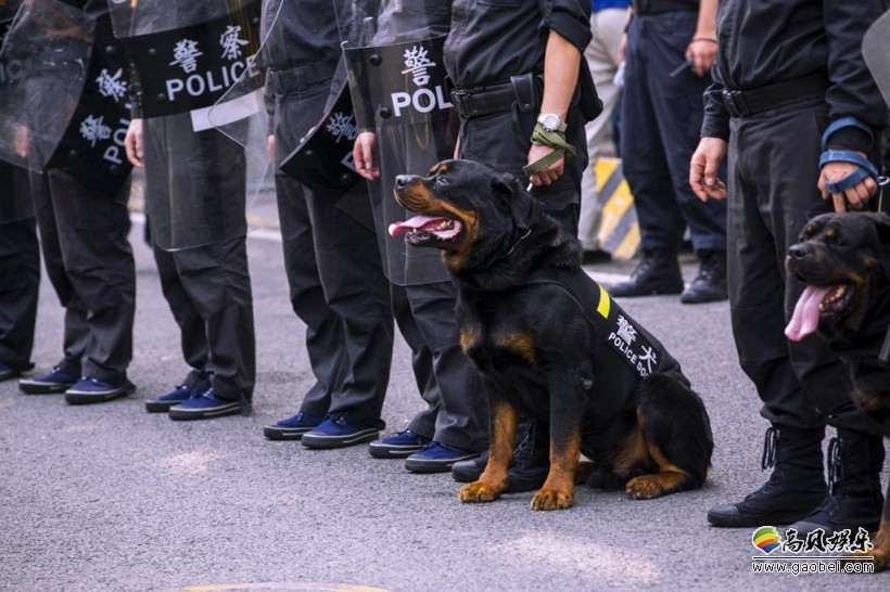 为对付高科技犯罪，英国训练出一种能够嗅出数码存储装置的警犬