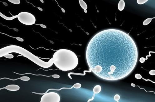 生命奥秘：科学家试图实验室，培育出人类精子和卵子