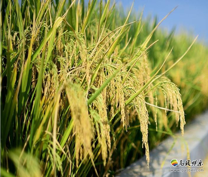 袁隆平青岛海水稻测产超预期:亩产最高620多公斤 袁隆平青岛海水稻测产超预期:亩产最高620多公斤