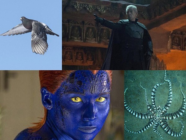 动物世界的那些“超能力”：从变形定位到磁场感知