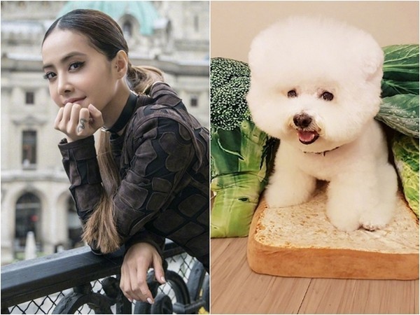 蔡依林微博晒照:一张与萌宠自拍照,另一张画作 蔡依林微博晒照:一张与萌宠自拍照,另一张画作