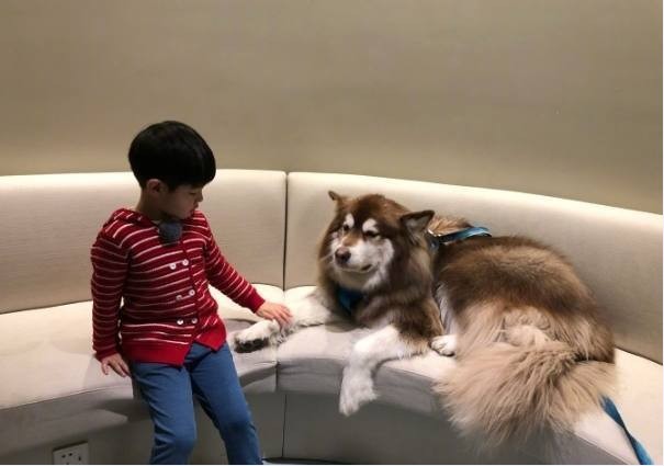 胡可微博晒出安吉与王思聪狗狗“王可可”相互逗趣照片