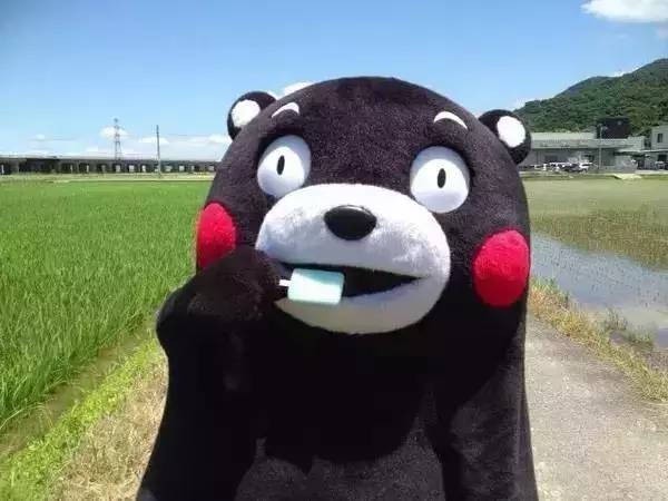 熊本县官方宣布：熊本熊原型制作一部TV动画！将于2019年播出