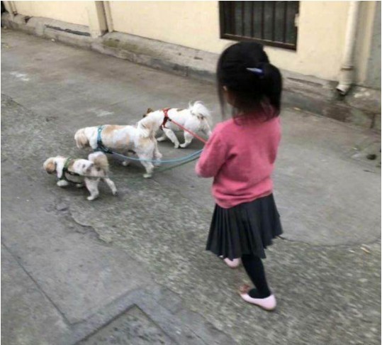 孙俪晒出女儿遛狗背影照：小花牵着三只可爱小狗，背影超萌超可爱