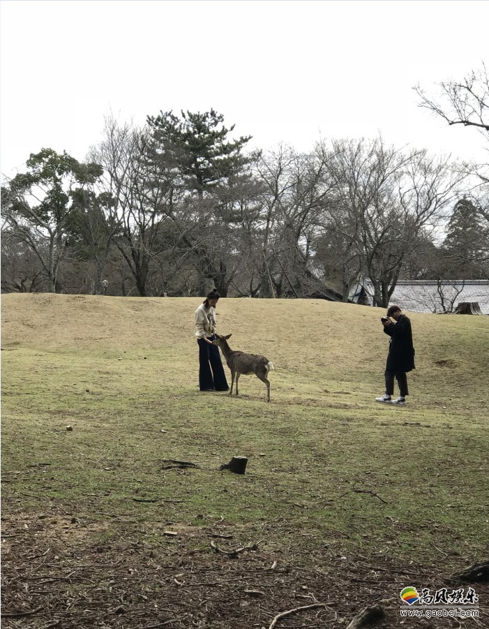 网友晒出在日本偶遇李沁照片：休闲装扮在环球影城玩乐、在奈良喂鹿