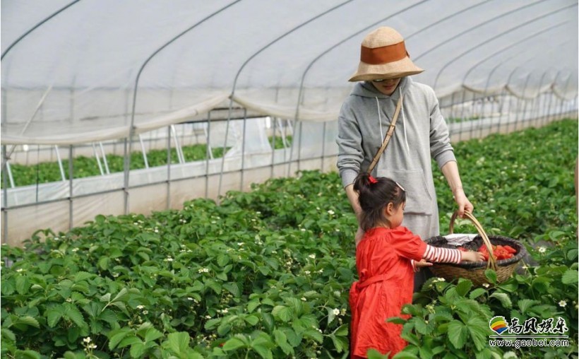 孙俪微博晒出一组图：手提花篮身姿似少女，几个孩子都没有露正脸
