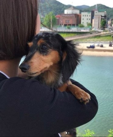已逝钟铉的爱犬星露找到了  金素丹传来报平安照片