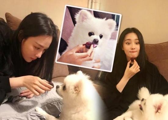 张馨予晒出与可爱白色松鼠狗“猪猪”合照：对养狗知识似乎要恶补一番