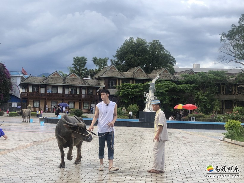 网友晒出陈飞宇录制《想想办法吧！爸爸》照片：挽起裤脚牵着一头水牛