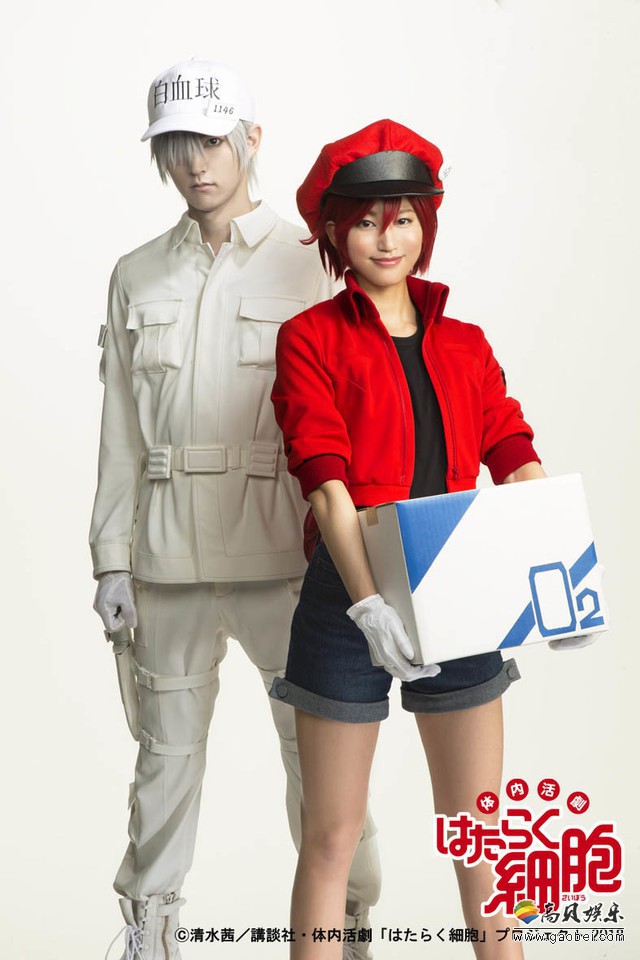《工作细胞》舞台剧公开了首张定妆海报：登场的是红血球和白血球