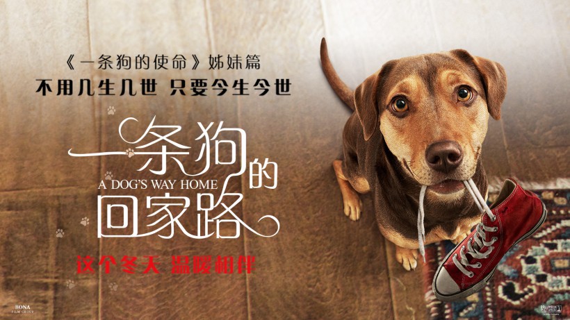 《一条狗的回家路》曝光“绝境归途”版预告：展露冒险旅程的冰山一角