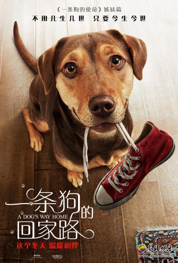 《一条狗的回家路》曝“为爱涉险”版预告：狗狗贝拉回家执念可见一斑