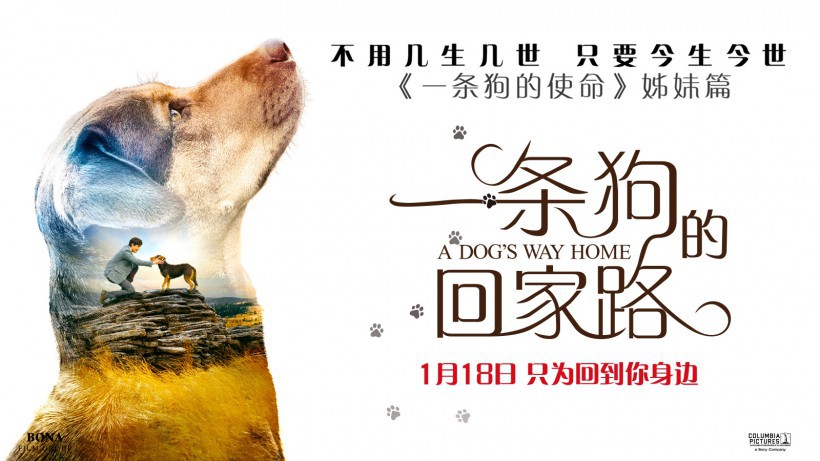 《一条狗的回家路》定档发布会:嘉宾媒体通过片段提前感受影片精彩 《一条狗的回家路》定档发布会:嘉宾媒体通过片段提前感受影片精彩