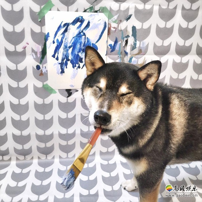 加拿大抽象派画家柴犬：已经拥有五千多粉丝，作品总计卖出5000多美元