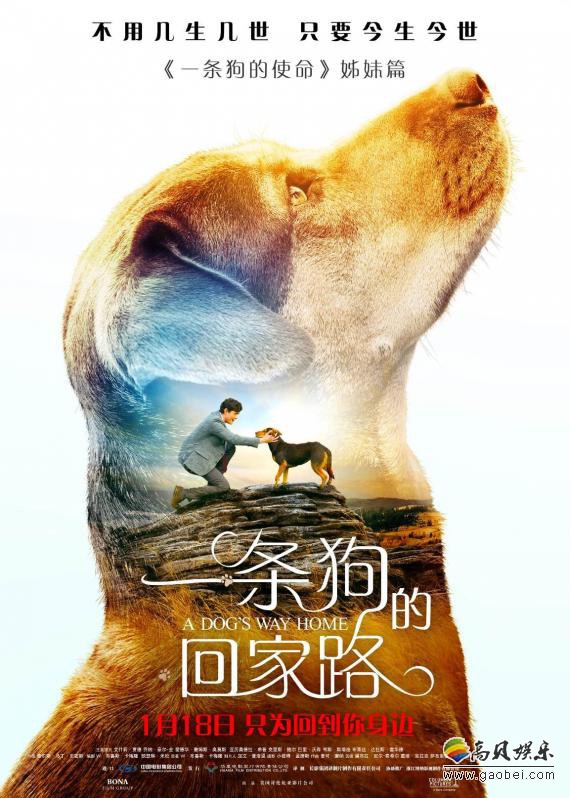 《一条狗的回家路》发布“寻狗启示”版预告片：距离无法阻隔深爱羁绊