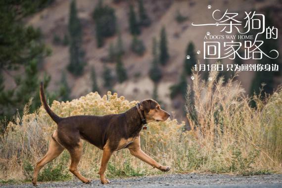 《一条狗的回家路》定档：口碑与质量双重保险！预定年末现象级“狗片”