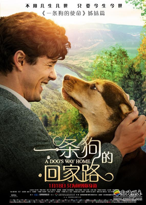 《一条狗的回家路》开启超前点映：首批观众对电影称赞，国内口碑爆棚