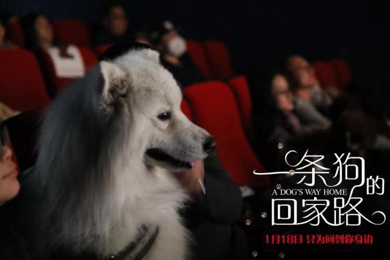 《一条狗的回家路》“口碑特辑”收录点映场及首映礼现场观众真实口碑