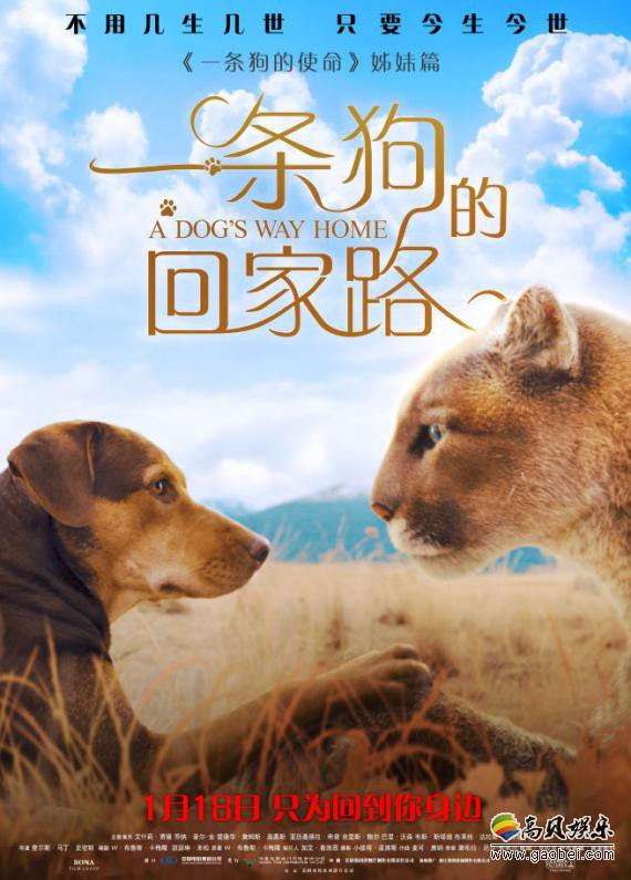 《一条狗的回家路》曝“与你同行”版预告：贝拉与美洲狮“大猫”相伴