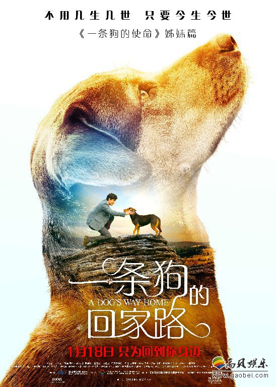 《一条狗的回家路》“感谢有你”特辑:简单纯粹狗狗!忠诚无悔深情 《一条狗的回家路》“感谢有你”特辑:简单纯粹狗狗!忠诚无悔深情