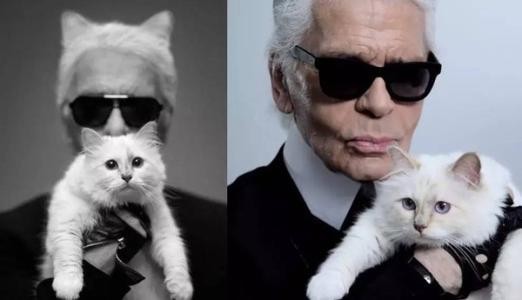 全球最大牌的猫Choupette：极有可能继承老佛爷巨额遗产！成为热议焦点
