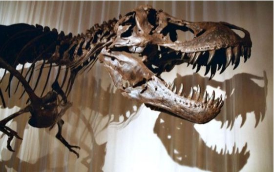 科学家们对霸王龙头骨展开深入研究，发现其强大到连自己的同类都咬不动