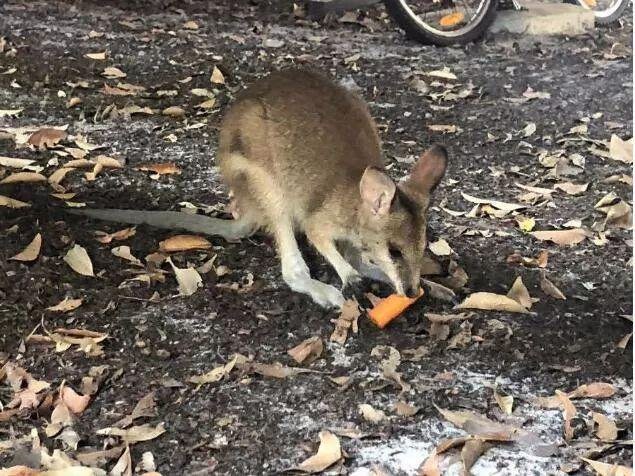 澳大利亚救援行动！空投大约2200千克胡萝卜、红薯，用于投喂当地岩袋鼠